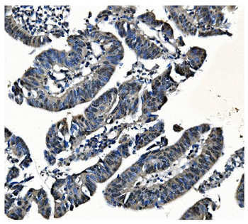 Anti-PCBP1 Antibody