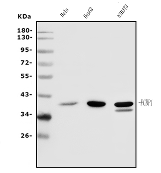 Anti-PCBP1 Antibody