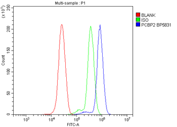 PCBP2/hnRNP E2 Antibody