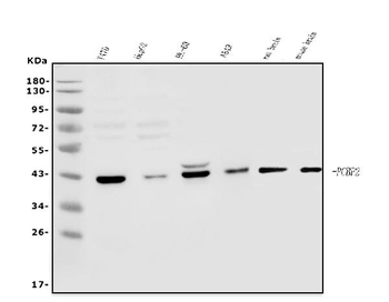Anti-PCBP2/hnRNP E2 Antibody