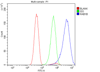 Anti-RAB1B Antibody