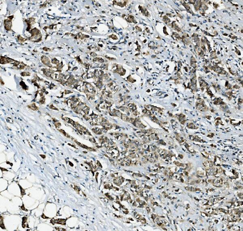Anti-RAB1B Antibody