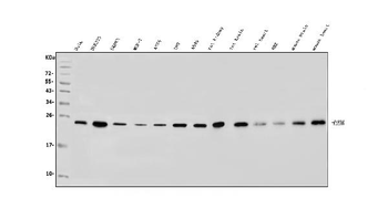 Anti-RAB1B Antibody