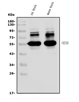 SHISA6 Rabbit Polyclonal Antibody
