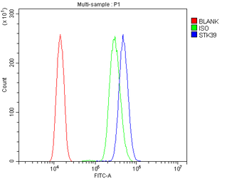 SPAK/STK39 Antibody