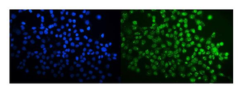 Anti-SPAK/STK39 Antibody