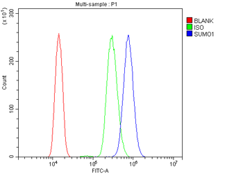 Anti-Sumo 1/SUMO1 Antibody
