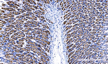 Anti-Tspan1 Antibody