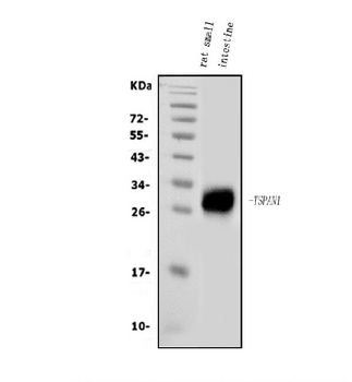 Anti-Tspan1 Antibody