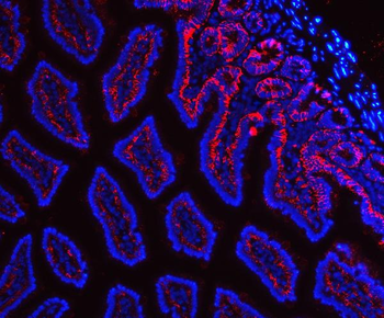 Anti-Tspan-8/Tspan8 Antibody
