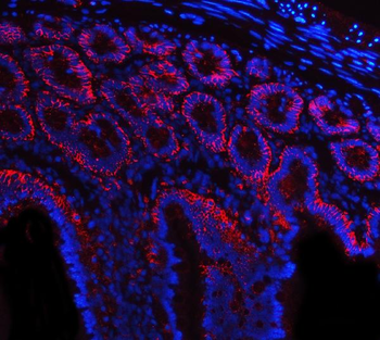 Anti-Tspan-8/Tspan8 Antibody
