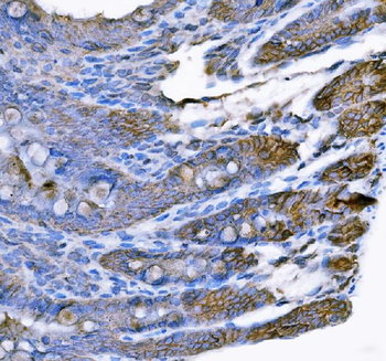 Anti-Tspan-8/Tspan8 Antibody