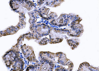Anti-Tspan-8/Tspan8 Antibody