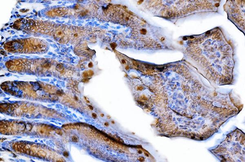 Anti-Tspan-8/Tspan8 Antibody
