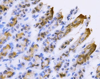 Anti-Tspan-8/Tspan8 Antibody