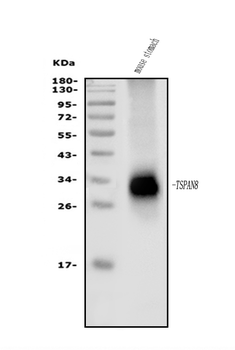 Anti-Tspan-8/Tspan8 Antibody