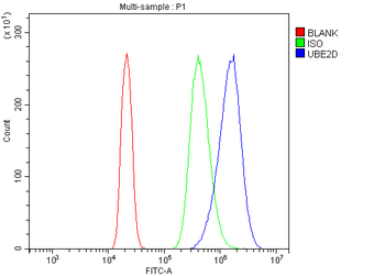Anti-UBE2D1/2/3/4 Antibody