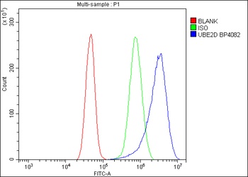 UBE2D1/2/3/4 Antibody
