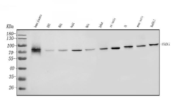 YTHDC1 Antibody