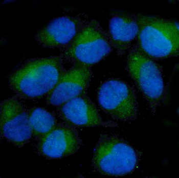 Anti-ch TOG/CKAP5 Antibody (monoclonal, 3C13)
