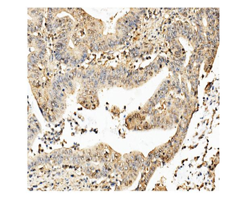 Anti-ch TOG/CKAP5 Antibody (monoclonal, 3C13)