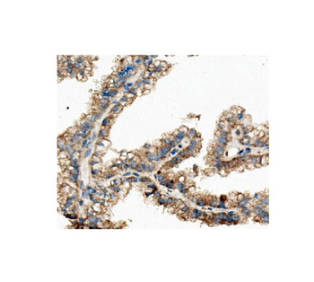 Anti-ch TOG/CKAP5 Antibody (monoclonal, 3C13)