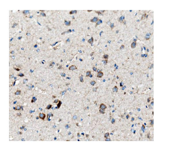 Anti-ch TOG/CKAP5 Antibody (monoclonal, 3C13)