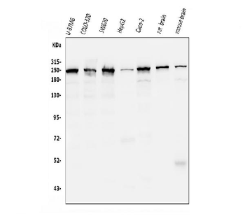 Anti-ch TOG/CKAP5 Antibody (monoclonal, 3C13)