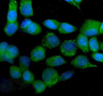 Anti-IDH2 Antibody (monoclonal, 2D4)