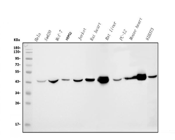Anti-IDH2 Antibody (monoclonal, 2D4)