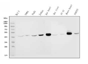 Anti-IDH2 Antibody (monoclonal, 2H4)