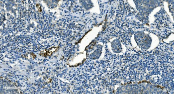 Anti-IDH2 Antibody (monoclonal, 2H4)
