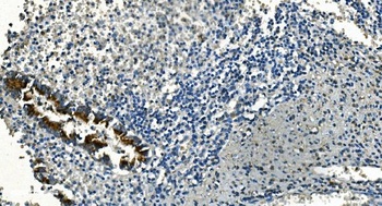 IDH2 Antibody (monoclonal, 2H4)