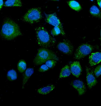 Anti-IDH2 Antibody (monoclonal, 6B13)