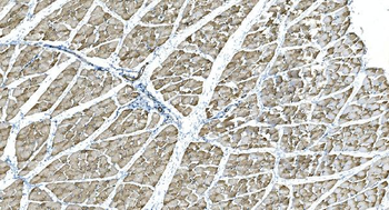 Anti-IDH2 Antibody (monoclonal, 6B13)