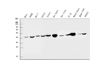 Anti-IDH2 Antibody (monoclonal, 6B13)