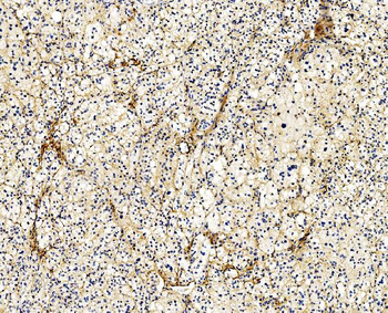 Anti-Filamin A/FLNA Antibody (monoclonal, 3F8)