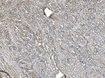 Anti-Filamin A/FLNA Antibody (monoclonal, 3F8)