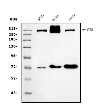 Anti-Filamin A/FLNA Antibody (monoclonal, 3F8)