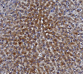 Anti-Liver Carboxylesterase 1/CES1 Antibody (monoclonal, 3F10)