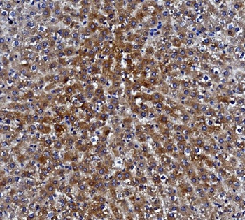 Liver Carboxylesterase 1/CES1 Antibody (monoclonal, 3F10)