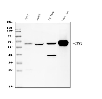 Anti-Liver Carboxylesterase 1/CES1 Antibody (monoclonal, 3F10)