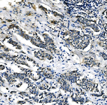 Anti-PCK2 Antibody (monoclonal, 3F7)