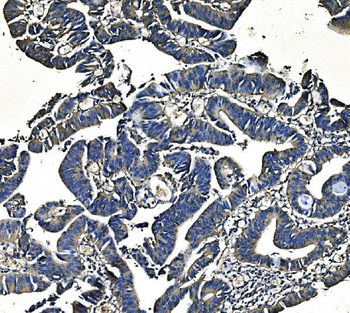 Anti-PCK2 Antibody (monoclonal, 3F7)