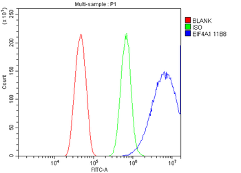 Anti-EIF4A1 Antibody (monoclonal, 11B8)