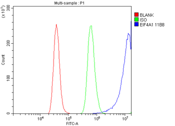 Anti-EIF4A1 Antibody (monoclonal, 11B8)