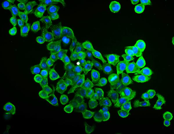 Anti-EIF4A1 Antibody (monoclonal, 11B8)