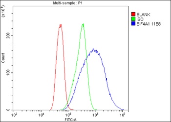 EIF4A1 Antibody (monoclonal, 11B8)