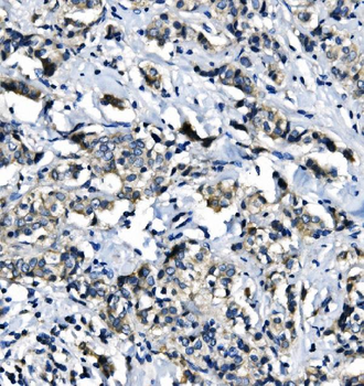 Anti-EIF4A1 Antibody (monoclonal, 11B8)