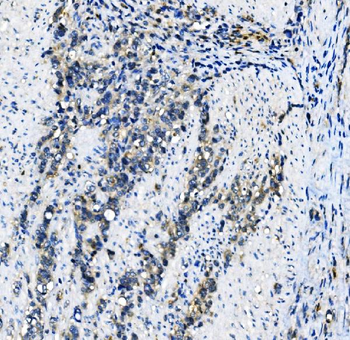 Anti-EIF4A1 Antibody (monoclonal, 11B8)